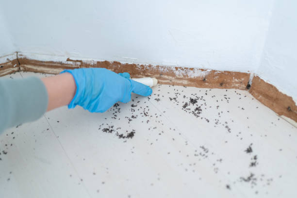 Best Affordable Pest Control Services  in Ardmore, TN